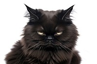 Black grumpy cat mammal animal pet. 