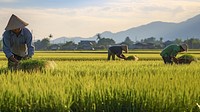 Agriculture outdoors farm countryside. 