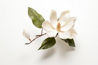 Magnolia flower petal plant. 