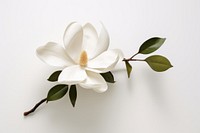 Magnolia flower petal plant. 