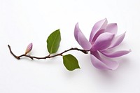 Magnolia flower blossom purple. 