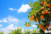 Orange garden sky grapefruit outdoors. AI generated Image by rawpixel.