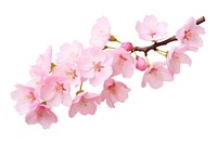 Sakura branch blossom flower plant. AI generated Image by rawpixel.