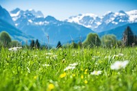 Green spring plane grass landscape grassland. 