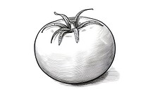 Tomato sketch vegetable drawing. AI generated Image by rawpixel.