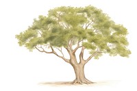 Drawing tree sketch plant. AI generated Image by rawpixel.