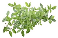 Bush plant herbs leaf. AI generated Image by rawpixel.