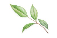 Laurel plant leaf white background. AI generated Image by rawpixel.