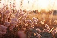 Field detail landscape sunlight outdoors. 