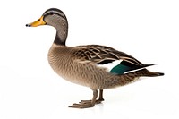 Wild duck animal bird white background. AI generated Image by rawpixel.