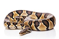 Anaconda reptile animal snake. AI generated Image by rawpixel.