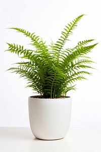 Fern plant pot, houseplant. AI generated Image by rawpixel.