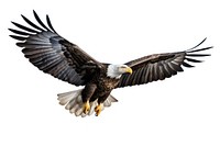 Bald eagle flying animal nature. AI generated Image by rawpixel.