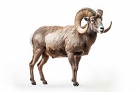 Bighorn Sheep sheep livestock wildlife. AI generated Image by rawpixel.