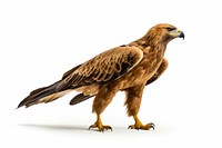 Golden Eagle buzzard animal nature. 