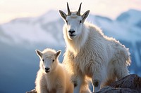 Native mountain goats livestock wildlife animal. AI generated Image by rawpixel.