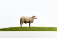 Sheep grazing grass livestock animal mammal. AI generated Image by rawpixel.