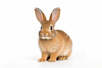 Rabbit sit rodent mammal animal. AI generated Image by rawpixel.