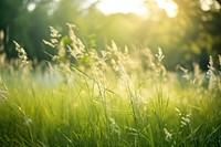 Meadow land backgrounds landscape. AI generated Image by rawpixel.