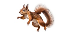 Squirrel jumping animal rodent mammal. 