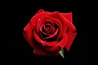 Fresh red beautiful rose flower plant inflorescence. 