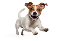 Jack Russell terrier mammal animal puppy. 