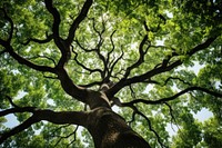 Tree outdoors woodland branch. 