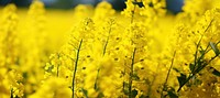 Rapeseed field detail  landscape rapeseed. 