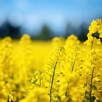 Rapeseed field detail rapeseed outdoors blossom. AI generated Image by rawpixel.
