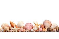 Seashells seafood white background invertebrate. AI generated Image by rawpixel.