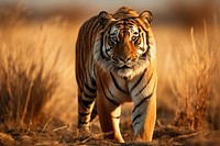 Majestic Bengal tiger wildlife savanna animal. 