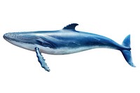Blue whale animal mammal shark. AI generated Image by rawpixel.