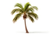 Palm tree plant white background tranquility. AI generated Image by rawpixel.