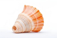 Seashell conch clam white background. AI generated Image by rawpixel.