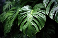 Philodendron tortum nature outdoors plant. 