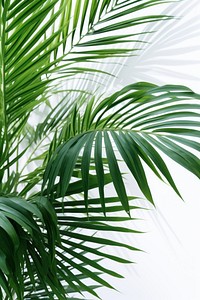 Plant plant backgrounds vegetation. AI generated Image by rawpixel.
