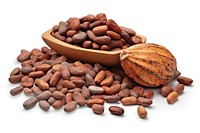 Plant cocoa food nut. 