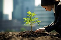 Planting a tree gardening outdoors nature. 