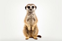Meerkat wildlife animal mammal. AI generated Image by rawpixel.