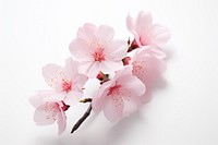 Sakura blossom flower plant. AI generated Image by rawpixel.