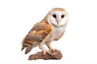 Barn owl animal bird white background. 