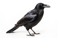 Crow blackbird animal white background. AI generated Image by rawpixel.