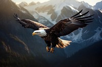 Eagle animal flying bird. 