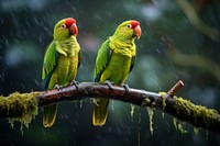 Green parrots animal forest beak. AI generated Image by rawpixel.