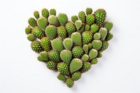 Heart shaped cactus plant white background freshness. 