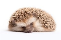 Hedgehog sleep porcupine animal mammal. 