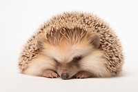 Hedgehog sleep porcupine animal mammal. 