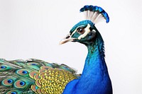 Peacock animal bird wildlife. AI generated Image by rawpixel.