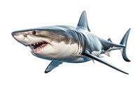 Shark animal fish white background. 