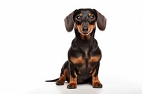 Dog dachshund sitting animal. AI generated Image by rawpixel.